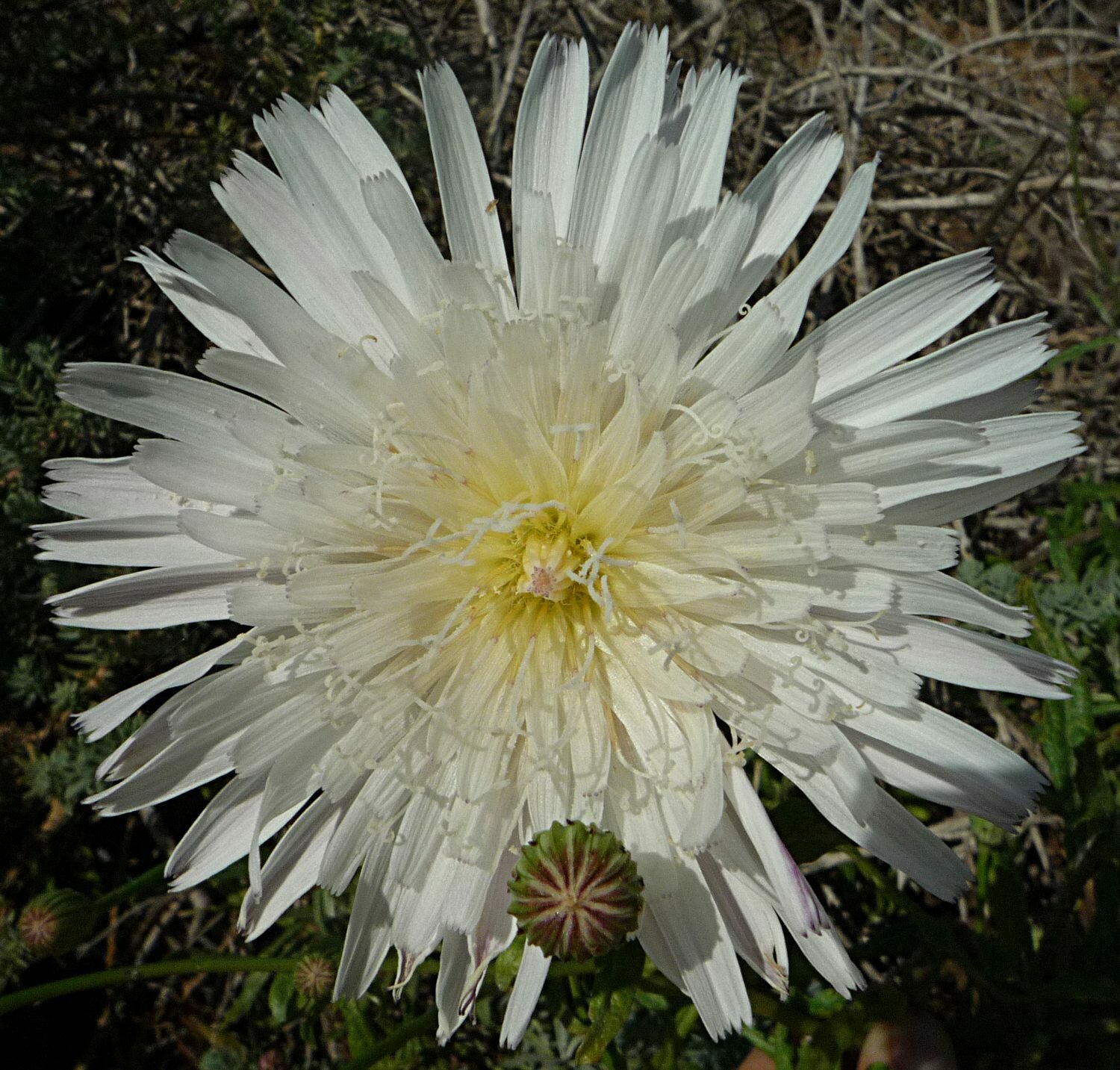 High Resolution Malacothrix saxatilis saxatilis Flower